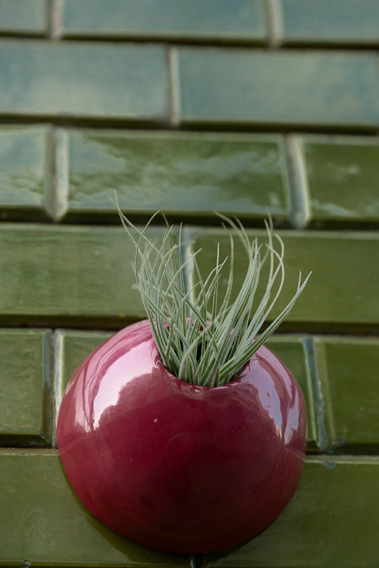 Conjunto Vasos para Plantas Aéreas “Liberdade”